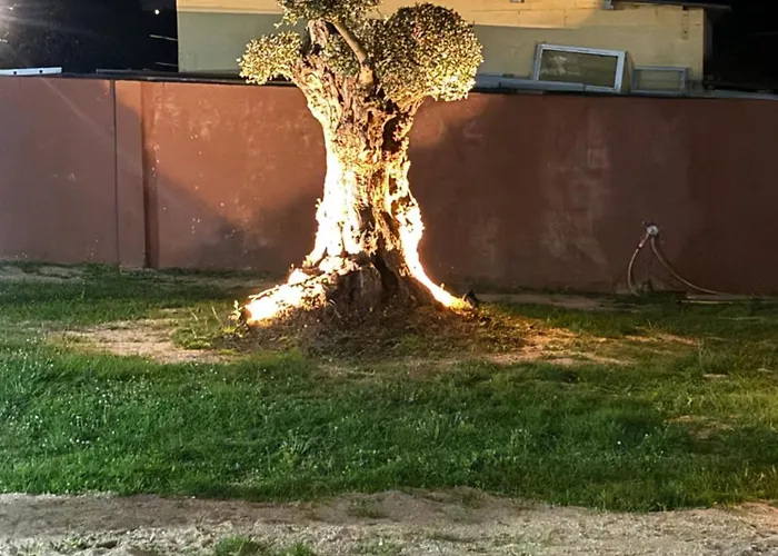 Lantställe Rural Vn Tenorio *